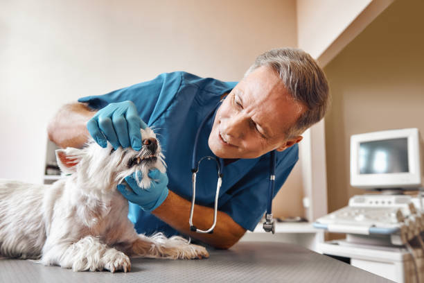 Best Emergency Dental Care for Trauma or Injury in USA